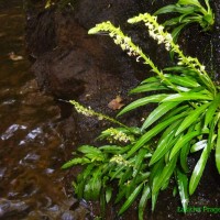 Malaxis thwaitesii Bennet